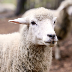 Sheep muzzle outdoors. Standing and staring breeding agriculture animal