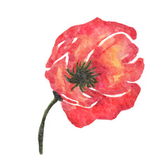watercolor poppy flower isolated on white background