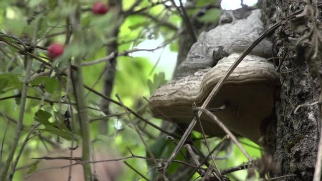 Getting fomes fomentarius (fuse for fire lighting) from a tree