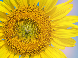 Closed up sunflower 