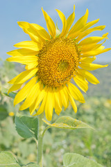 Obraz premium Closed up sunflower