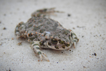 the frog disguises itself on a gray background
