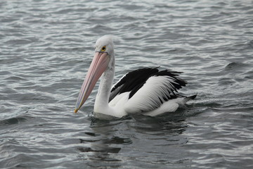 Pelican enjoying and relaxing at Gippsland Lakes, Australia