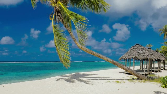 Beach on Samoa Island with palm tree and fale