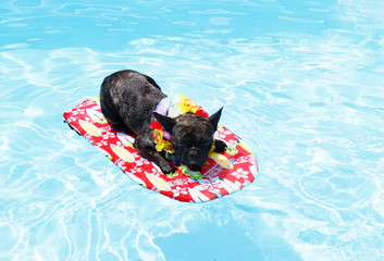 Cucciolo adorabile di cane di razza mentre gioca in piscina
