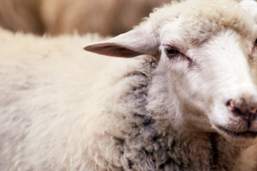 Naklejka premium Sheep muzzle outdoors. Standing and staring breeding agriculture animal