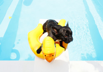 Cucciolo adorabile di cane di razza mentre gioca in piscina