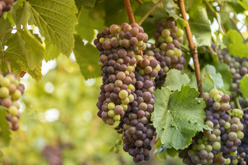 Weintrauben von der Sonne verwöhnt