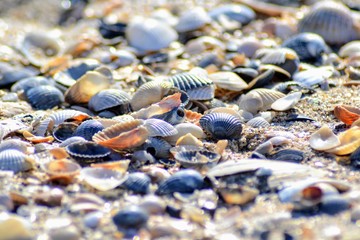 shells