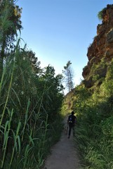 Fototapeta premium Dog walking through the forest