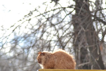 cat on the autumn sun