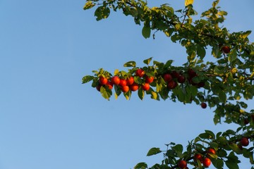 Cherries on the tree. Slovakia
