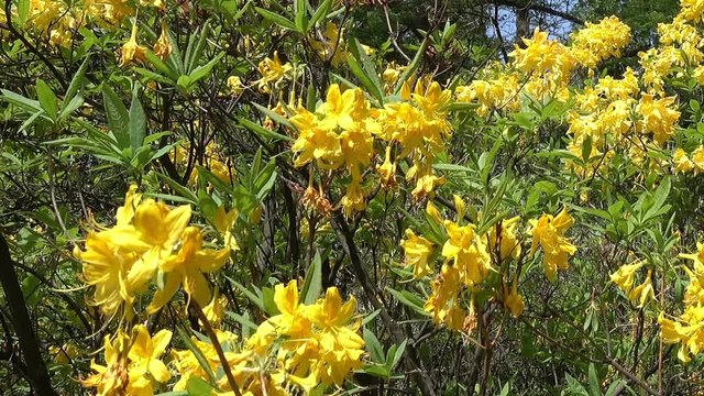 close-up of flowering flowers Rhododendron yellow in the park