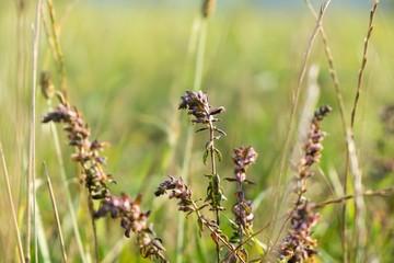 Meadow flowers. Slovakia