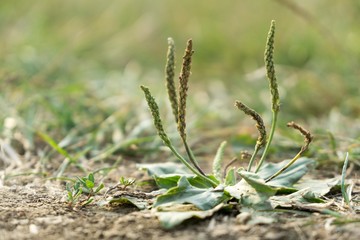 Meadow flowers. Slovakia
