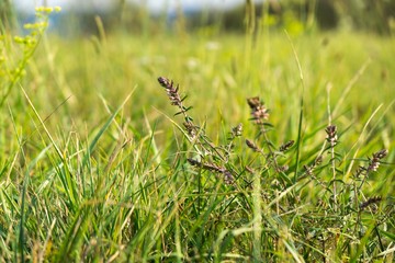 Meadow flowers. Slovakia