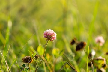 Clover Flower. Slovakia