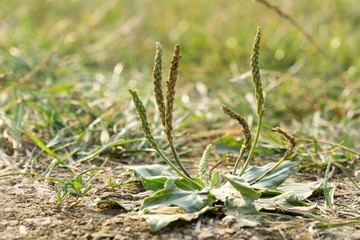 Meadow flowers. Slovakia