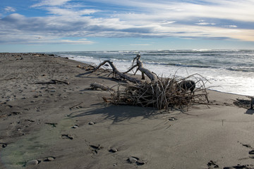 Fototapeta na wymiar Driftwood tree on the beach