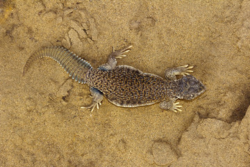 Spiny Tailed Lizard, Uromastyx Sam Desert, Rajasthan, India