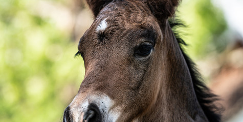 New born foal on a farm