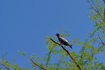 Krähe, Rabe auf Beobachtung