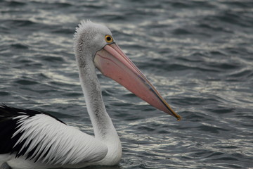 Pelican enjoying and relaxing at Gippsland Lakes, Australia
