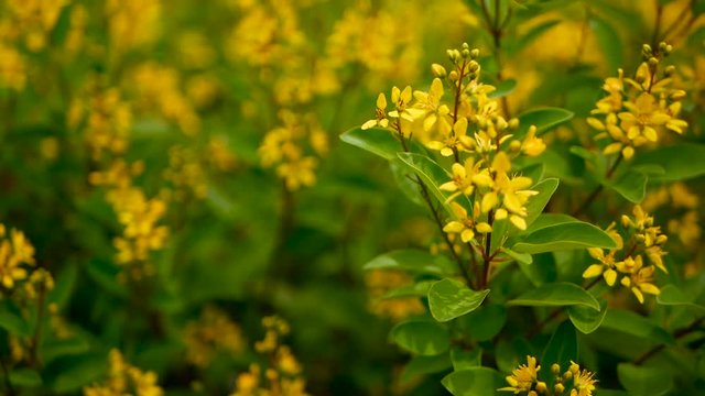 Spring field of small yellow flowers of Galphimia. Evergreen shrub of star-shaped Golden Thryallis glauca. Ornamental bloom in natural sunlight of Gold Shower. Summer meadow background, soft focus.