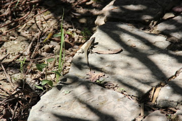 lizard on a stone road