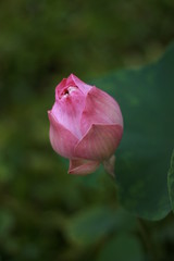 Lotus in pool