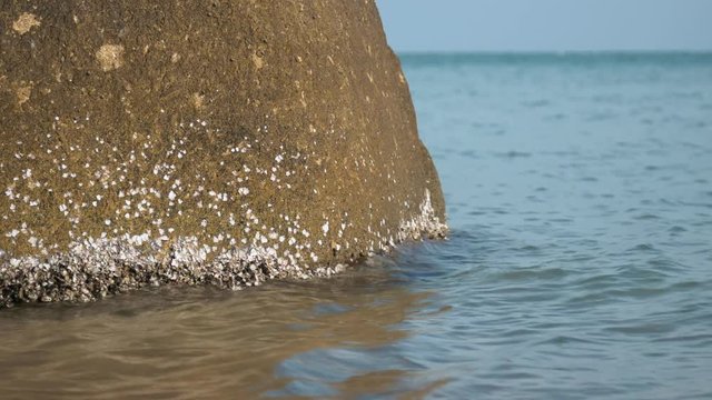 Barnacles and limpets stuck on rock in the ocean on a calm day, Koh Samui, Thailand
