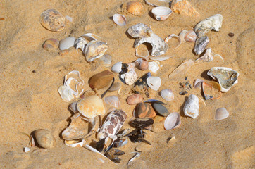 Fototapeta na wymiar coquillages sur la plage