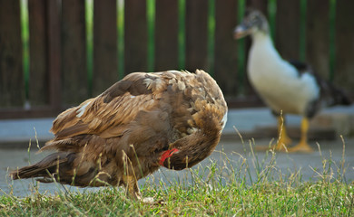 Brown female duck cleaning feathers while other duck watching in background