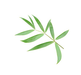 Obraz premium green leaf of palm tree isolated on white background