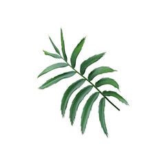 green leaf of palm tree isolated on white background