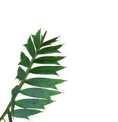 green palm leaf isolated on white background