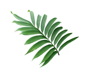 Zelfklevend Fotobehang Monstera green leaf of palm tree isolated on white background