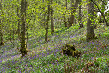 Bluebells in woodland