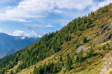 Fototapeta premium beautiful landscape of autumn forest on a hill in the Italian Alps