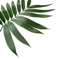 Poster green palm leaf isolated on white background with clipping path © studio2013