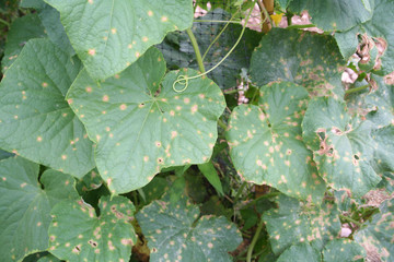 Cucumber plant with disease in the vegetable garden. Cucumber leaf with brown spot. Colletotrichum...