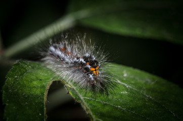 raupe auf blatt