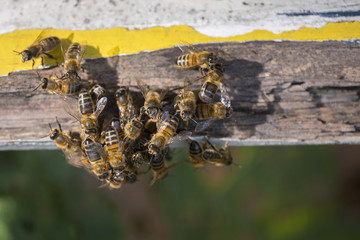 bees crawl together on yellow and white painted wood at entrance to beehive