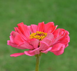 A pink and yellow Zinnia against a green blurred out grass background