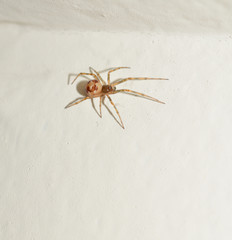 A brown sac spider on a white wall inside someone's home