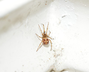 A brown sac spider on a white wall inside someone's home