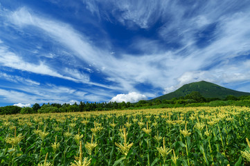 【青森県弘前市岩木山麓】岩木山麓は嶽きみの花が満開