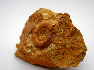 Fossil rock, small ammonite shell preserved on rock