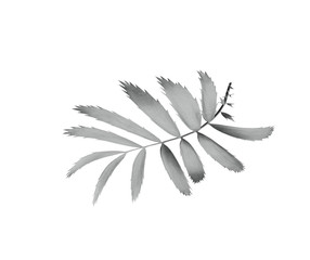 green palm leaf isolated on white background with clipping path