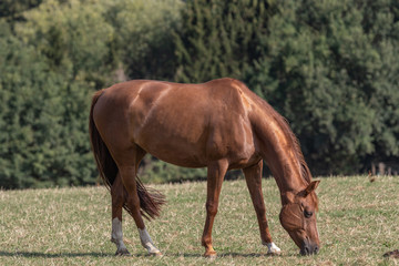 grasende Stute im Sommer